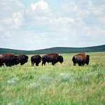 Bison on the Wide Open Prairie