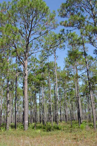 Apalachicola National Forest