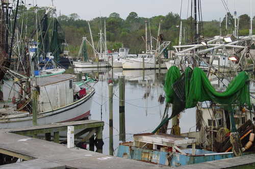 Boats at the Apalachicola Docks