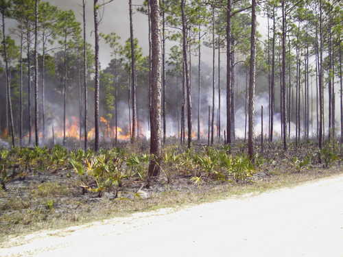 Prescribed Fire in the Apalachicola National Forest