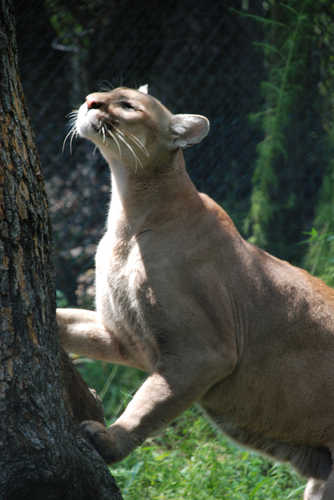 Florida Panther in Tallahassee Museum