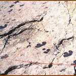 Tracks on Dinosaur Ridge