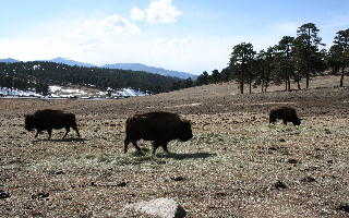 Buffalo Herd Overlook