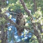 Mexican Spotted Owl