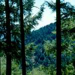 Pines at Mt. Lemmon