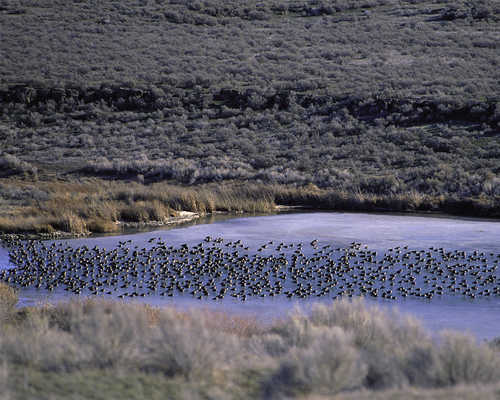 Flock of Waterfowl