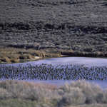 Flock of Waterfowl
