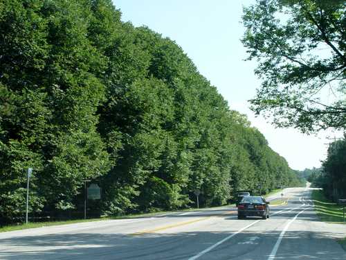 Row of Historic Linden Trees on Route 52