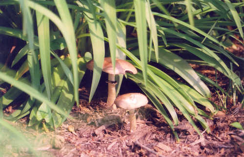 Mushrooms in the Peony Garden at Winterthur
