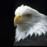 Stately Bald Eagle