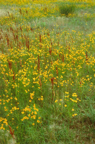 Plains Coreopsis Wildflowers