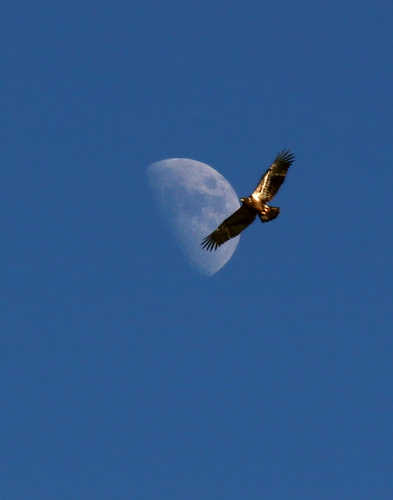 Eagle Moon