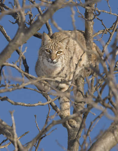 Bobcat in a Tree