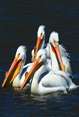 American white pelicans near Wetlands and Wildlife National Scenic Byway in Kansas.
