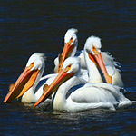 American white pelicans near Wetlands and Wildlife National Scenic Byway in Kansas.