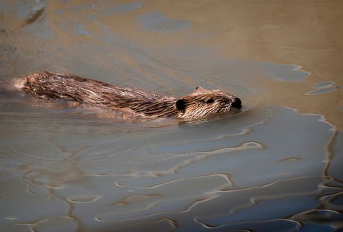 Beaver swimming at Cheyenne Bottoms WIldlife Area in Kansas.