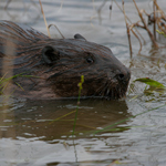 Beaver at Quivira National Wildlife Refuge in Kansas.