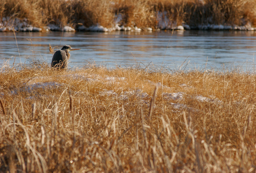 Bird in the grass during winter near Wetlands and Wildlife National Scenic Byway in Kansas.