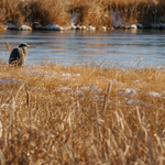 Bird in the grass during winter near Wetlands and Wildlife National Scenic Byway in Kansas.