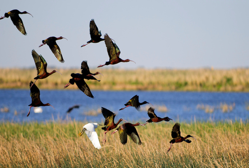 Birds flying at Cheyenne Bottoms Wildlife Area in Kansas.
