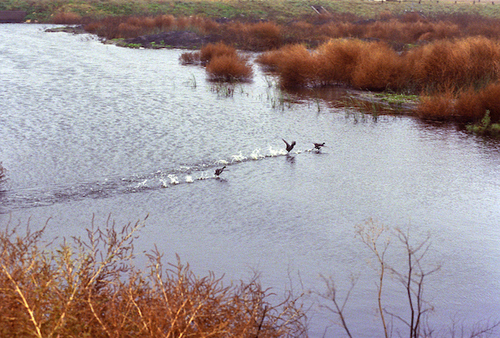 Birds landing on water at Cheyenne Bottoms Wildlife Area in Kansas.