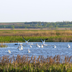 Birds on water at Cheyenne Bottoms Wildlife Area in Kansas.