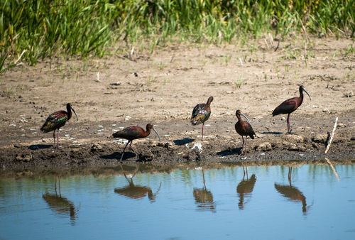 Birds at Cheyenne Bottoms Wildlife Area in Kansas.