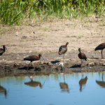 Birds at Cheyenne Bottoms Wildlife Area in Kansas.