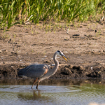 Crane in water at Cheyenne Bottoms Wildlife Area in Kansas.