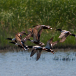 Ducks flying at Cheyenne Bottoms Wildlife Area in Kansas.