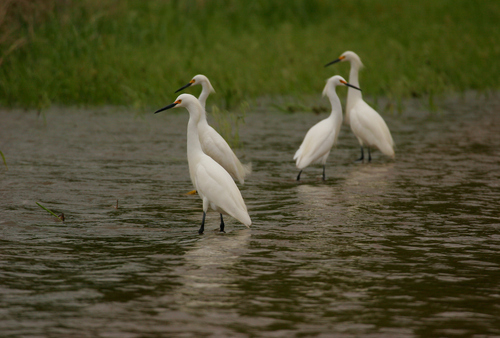 Egrets in water along Wildlife Drive at Quivira National Wildlife Refuge in Kansas.