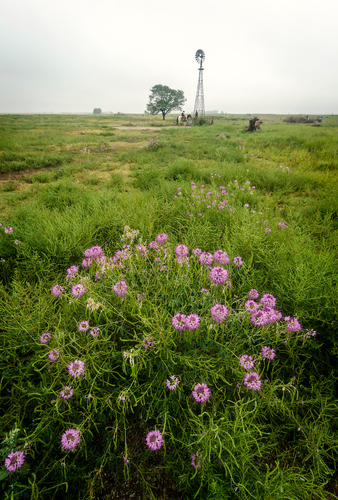 Cowboy and windmill in pasture near Wetlands and Wildlife National Scenic Byway in Kansas.