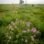 Cowboy and windmill in pasture near Wetlands and Wildlife National Scenic Byway in Kansas.