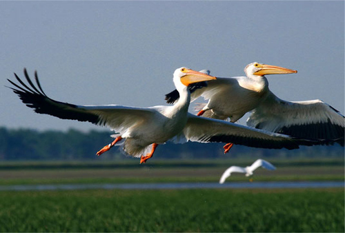 Pelicans flying over marshland near Wetlands and Wildlife National Scenic Byway in Kansas.
