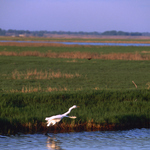 White heron near Wetlands and Wildlife National Scenic Byway in Kansas.