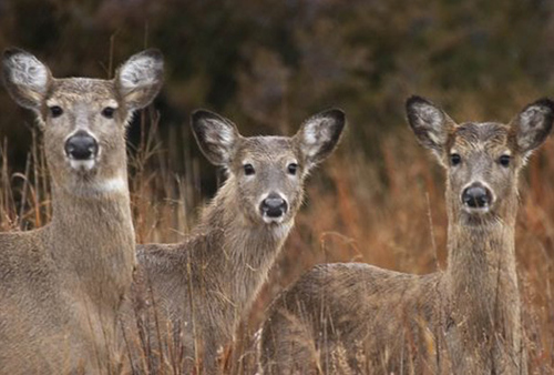 White-tailed deer near Wetlands and Wildlife National Scenic Byway in Kansas.
