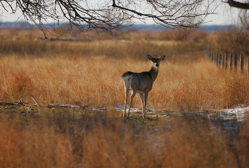 White-tailed deer along auto tour route at Quivira National Wildlife Refuge in Kansas.