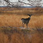 White-tailed deer along auto tour route at Quivira National Wildlife Refuge in Kansas.