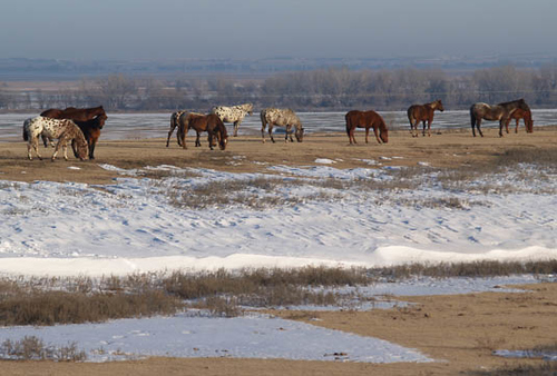 Wild horses during winter near Wetlands and Wildlife National Scenic Byway in Kansas.