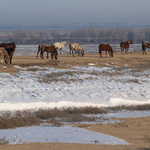Wild horses during winter near Wetlands and Wildlife National Scenic Byway in Kansas.