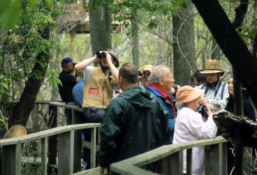 Birdwatching at Magee Marsh Wildlife Area