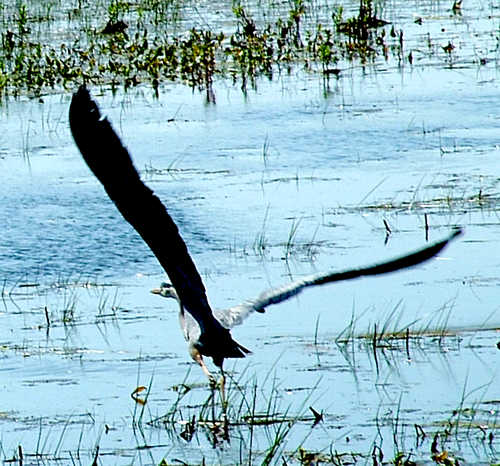 Bird Taking Off from Crane Creek