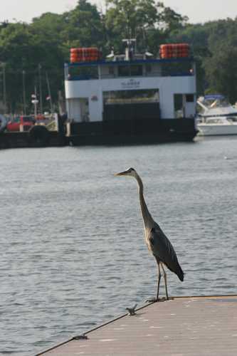 Crane at Put-in-Bay on South Bass Island