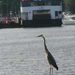 Crane at Put-in-Bay on South Bass Island