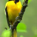 Baltimore Oriole on a Branch