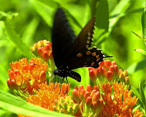 Black Swallowtail with the Penta Flower 