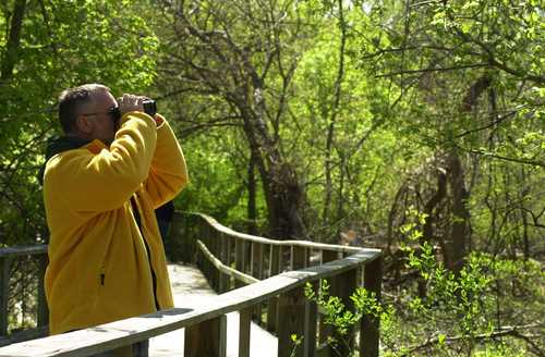 Birder on Viewing Tower at Magee Trail National Wildlife Refuge