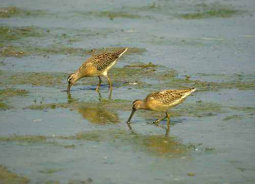 Long-billed Dowitchers Look for Food