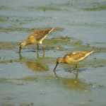Long-billed Dowitchers Look for Food