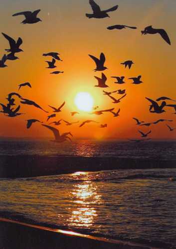Flock of Birds on Lake Erie